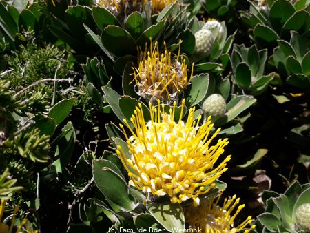 191222_133836-Een Protea.jpg